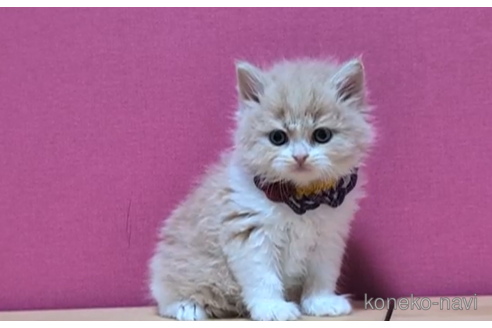 成約済の東京都のブリティッシュショートヘア-103837の2枚目